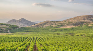 Logodaj Winery vineyards